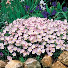 Prune the shrub once a year after it's done flowering to control its height. Deer Resistant Plants For Fall Official Blog Of Park Seed