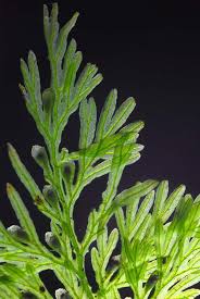 Image result for Crepidomanes chevalieri