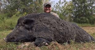 10 huge hogs you have to see to believe guide outdoors