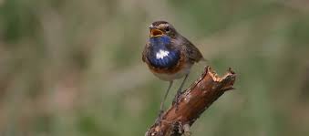 Check spelling or type a new query. Finland Wildlife Danube Delta Birding Apex Expeditions