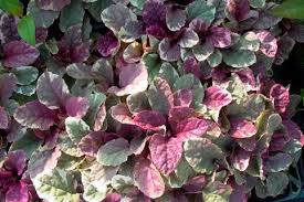 Mehrfarbiger Gunsel Burgundy Glow Ajuga Reptans Burgundy Glow Pflanzen Europaischer Garten Bodendecker