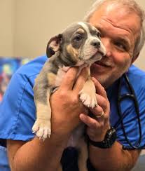 Veterinarians in Columbia