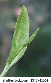 Image result for Ophioglossum vulgatum