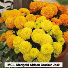 Check spelling or type a new query. Benih Bunga Marigold African Cracker Jack Mix Shopee Indonesia