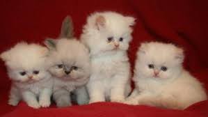 Kamu bisa menemukan penjual persia medium dari seluruh indonesia yang terdekat dari lokasi & wilayah kamu sekarang. 7 Jenis Kucing Persia Dan Cara Mudah Merawatnya Rumah Com