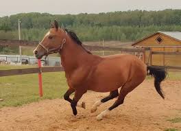 Black And White Horse Names Female 280 Elegant Horse Names Horse Names Elegant Horse Horses