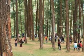 Kepentingan pengelola tempat wisata b. Sejarah Hutan Pinus Nongko Ijo Kridha Rakyat