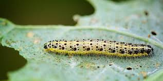 La chenille processionnaire s'avère être une chenille urticante, mais cela ne se voit pas sur son corps. Zoom Sur La Chenille Processionnaire Du Pin