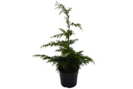 Image result for Cupressus lusitanica