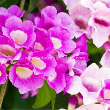 Image result for Hymenaea