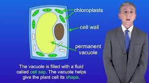 They grow and increase their cell size by consuming more water into what is the difference between plant cells and animal cells? Gcse Science Revision Biology Plant Cells Youtube
