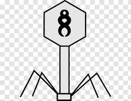 With lytic phages, bacterial cells are broken open (lysed) and destroyed after immediate replication of the virion. Bacteriophage Lambda Phage Vector Bacteria Monochrome Biology Transparent Png