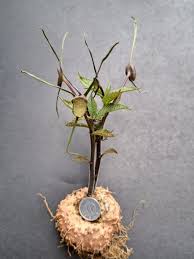 Image result for Dorstenia buchananii