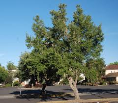 Image result for Quercus suber