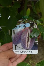 楽天市場 ギフトアケビ 三つ葉アケビ 果樹苗木 果樹苗めずらしいあけび 9月まで 実付きでのお届けとなります 園芸百貨店何でも揃うこぼんさい