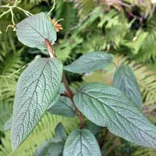 Sichtschutz Immergruner Zungenschneeball Willowwood Viburnum Rhytidophyllum Willowwood Der Immergrune Zungen Pflanzenblatter Pflanzen Sichtschutz Garten