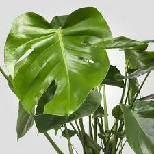 Incipit vita nova.sotto la quale rubrica io trovo scritte le parole le quali è mio intendimento d'asemplare in questo libello; Monstera Swiss Cheese Plant Potted Plant Ikea
