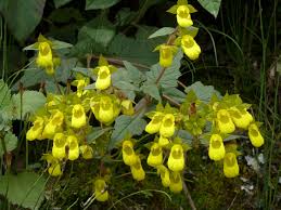 Image result for Calceolariaceae