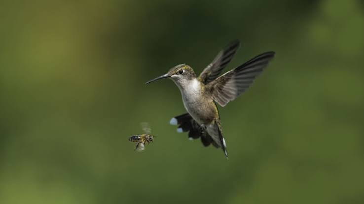 The birds and the bees": Meaning and origin of the phrase | Live Science