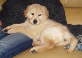 A mix of males and females are available and will be ready to go to their new homes beginning of august. Golden Retriever For Sale Philippines Petfinder
