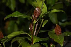 Image result for Pyrostria bibracteata