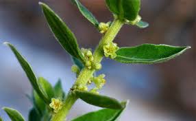 Image result for Clutia