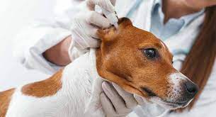 Ear mites are parasitic bugs that infect dogs' ears. Clean Out Dogs Ears Home Remedy Www Macj Com Br