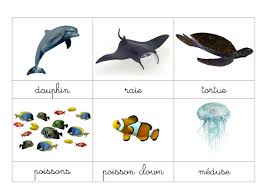 Epingle Par Ecole Maternelle Rosa Bonheur Sur Ms Imagier Animaux Faune Et Flore Nomenclature