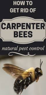 How To Get Rid Of Carpenter Bees Natural Pest Control Hotcleaningtips Com Carpenter Bee Natural Pest Control Bee