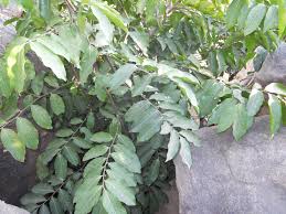 Image result for Uvaria schweinfurthii