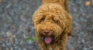 Red Labradoodle How Does This Popular Color Affect Your