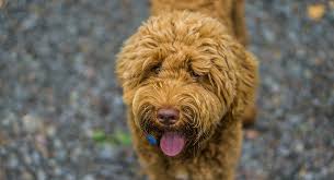 red labradoodle how does this popular color affect your