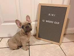 Cookie is not only super cute, it is rough but sweet.:):);) vmikybrs on june 02, 2020: What Are The Best French Bulldog Names For My Puppy K9 Web