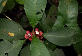 Image result for Stipularia africana