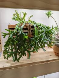 Image result for Pyrrosia