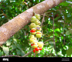 Image result for Alchornea cordifolia