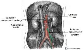 Together, along with the opening of the vagina, they are known as the vulva. The Inferior Mesenteric Artery Position Branches Teachmeanatomy