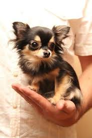 Meet sandy the long haired chihuahua. 73 Long Hair Chihuahua Ideas Chihuahua Cute Chihuahua Chihuahua Puppies