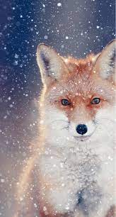 Maybe you would like to learn more about one of these? Cute Fox Wallpaper Kolpaper Awesome Free Hd Wallpapers