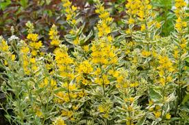 Image result for Lysimachia angustiloba