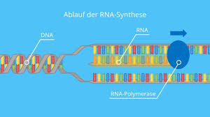 Vom aufbau her ist die rna der dna ähnlich. Rna Aufbau Arten Und Funktionsweise Mit Video