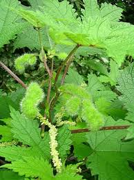 Image result for Girardinia bullosa