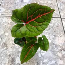 Image result for Disperis johnstonii