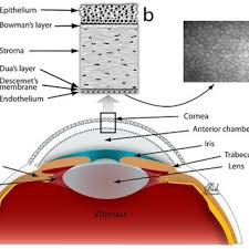 Image result for Cornea