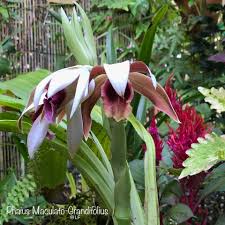 Image result for Phaius occidentalis