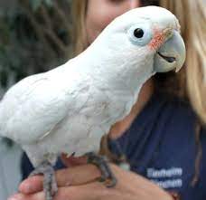 Endonezya'nın sınırlı bölgeleri anavatanlarını oluşturur. Aussergewohnliche Bereicherung Kakadu Dame Sucht Neues Zuhause