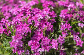 Annual flowers for sale uk. 6 166 Annuals Photos Free Royalty Free Stock Photos From Dreamstime