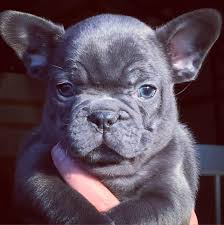 If you need a reputable french bulldog breeder, you've come to the right website. Lost Creek Frenchies Seneca Missouri Facebook
