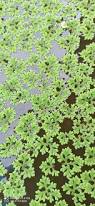 Image result for Azolla pinnata