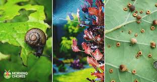 This particular insecticide has two active ingredients that efficiently kill many that's why this bioadvanced insecticide is called the complete insect killer. 5 Best Pesticide Reviews For Controlling Troublesome Garden Pests